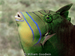 Close focus wide-angle of juvenile Queen Triggerfish look... by William Goodwin 